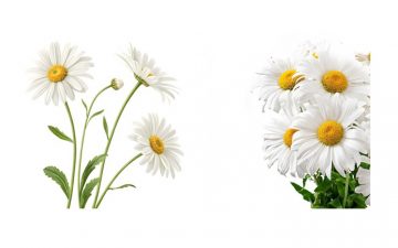 24 березня – Всесвітній день  боротьби проти туберкульозу